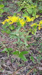 Solidago odora odora