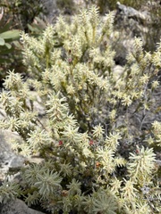 Phylica plumosa