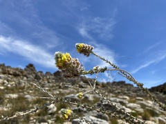 Aspalathus altissima