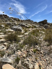 Aspalathus altissima