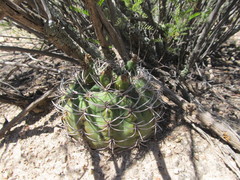 Gymnocalycium pugionacanthum