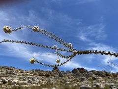 Aspalathus altissima