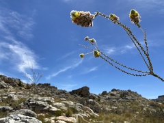 Aspalathus altissima