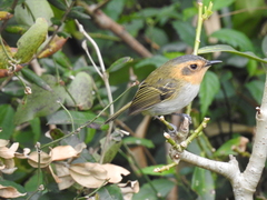 Poecilotriccus plumbeiceps