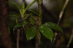 Philodendron squamiferum