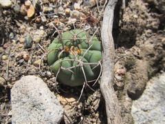 Gymnocalycium pugionacanthum