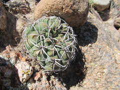 Gymnocalycium pugionacanthum