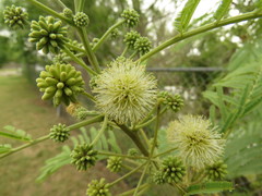 Leucaena pulverulenta