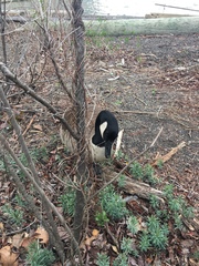Branta canadensis