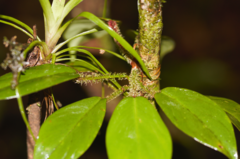 Philodendron squamiferum
