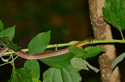 Red-necked Keelback