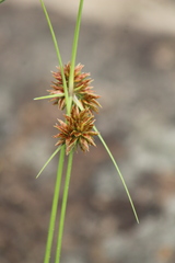 Cyperus vestitus