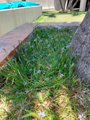 Sisyrinchium rosulatum