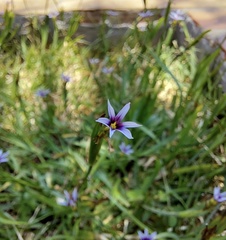 Sisyrinchium rosulatum