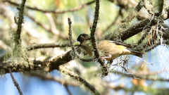 Coccothraustes abeillei
