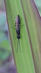 Pristocerinae