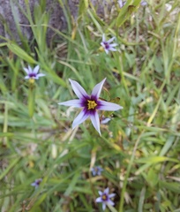Sisyrinchium rosulatum