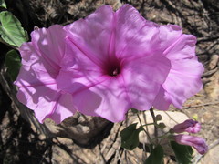 Ipomoea hieronymi