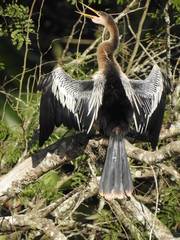 Anhinga anhinga