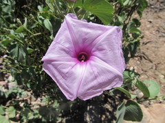 Ipomoea hieronymi