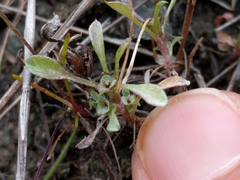 Hesperevax sparsiflora