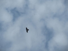 Pyrrhocorax graculus