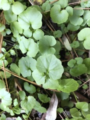 Chrysosplenium americanum