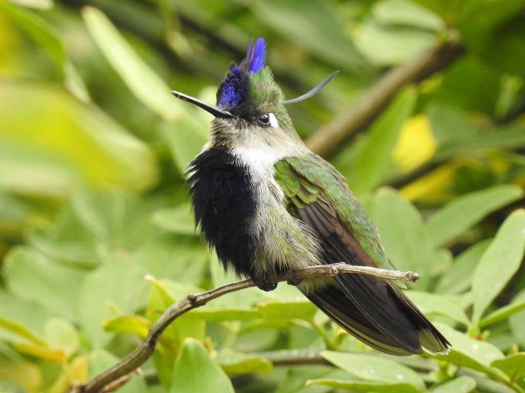 Purple-crowned Plovercrest photo