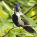 Purple-crowned Plovercrest - Photo (c) Frank Thomas Sautter, some rights reserved (CC BY-NC), uploaded by Frank Thomas Sautter