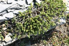 Thymelaea tinctoria