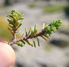 Thymelaea tinctoria
