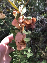 Exobasidium ferrugineae