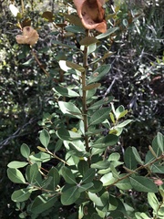 Exobasidium ferrugineae