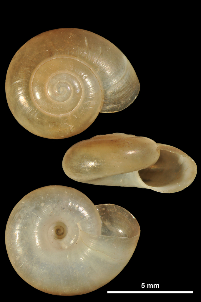Aegopinella minor