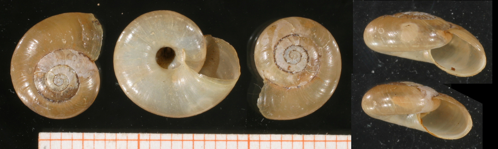 Retinella ressmanni
