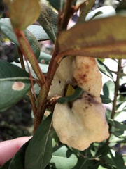 Exobasidium ferrugineae