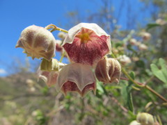 Philibertia gilliesii