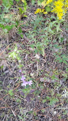 Solidago odora odora