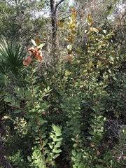 Exobasidium ferrugineae