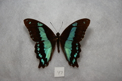 Papilio chrapkowskii