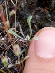 Hesperevax sparsiflora
