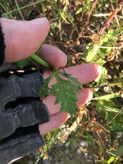 Verbena xutha
