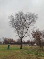 Betula pendula