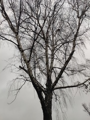 Betula pendula