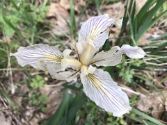 Iris fernaldii