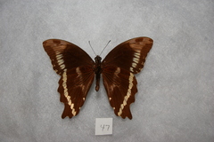 Papilio chrapkowskii