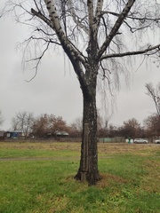 Betula pendula