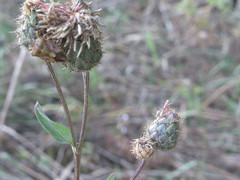 Centaurea scabiosa apiculata