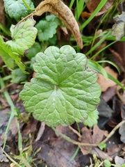 Glechoma hederacea