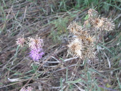 Centaurea scabiosa apiculata
